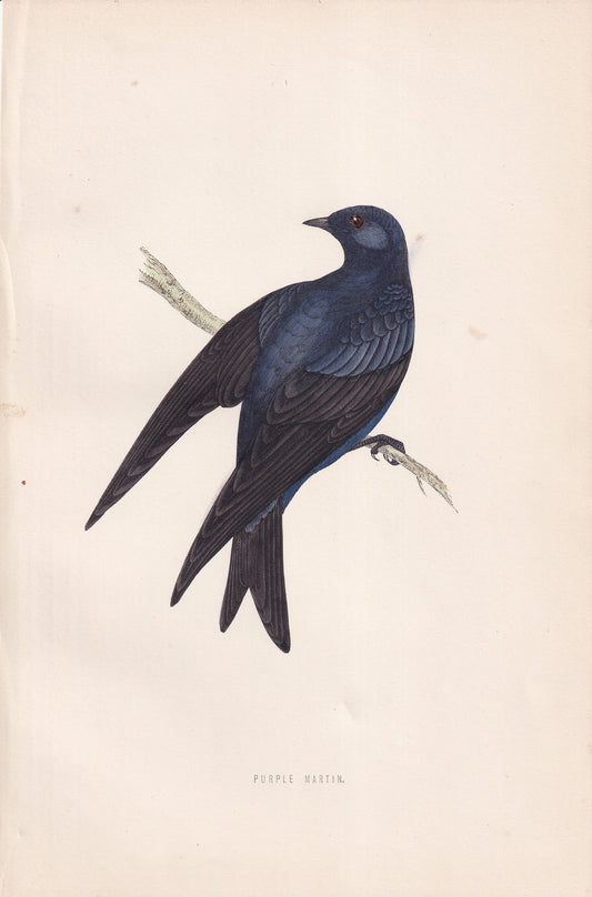 Purple Martin - original 1870 hand coloured antique bird print by Alexander Francis Lydon, engraved by Benjamin Fawcett