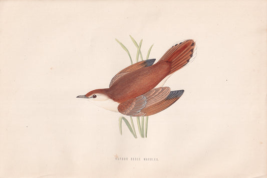 Rufous Sedge Warbler - original 1870 hand coloured antique bird print by Alexander Francis Lydon, engraved by Benjamin Fawcett