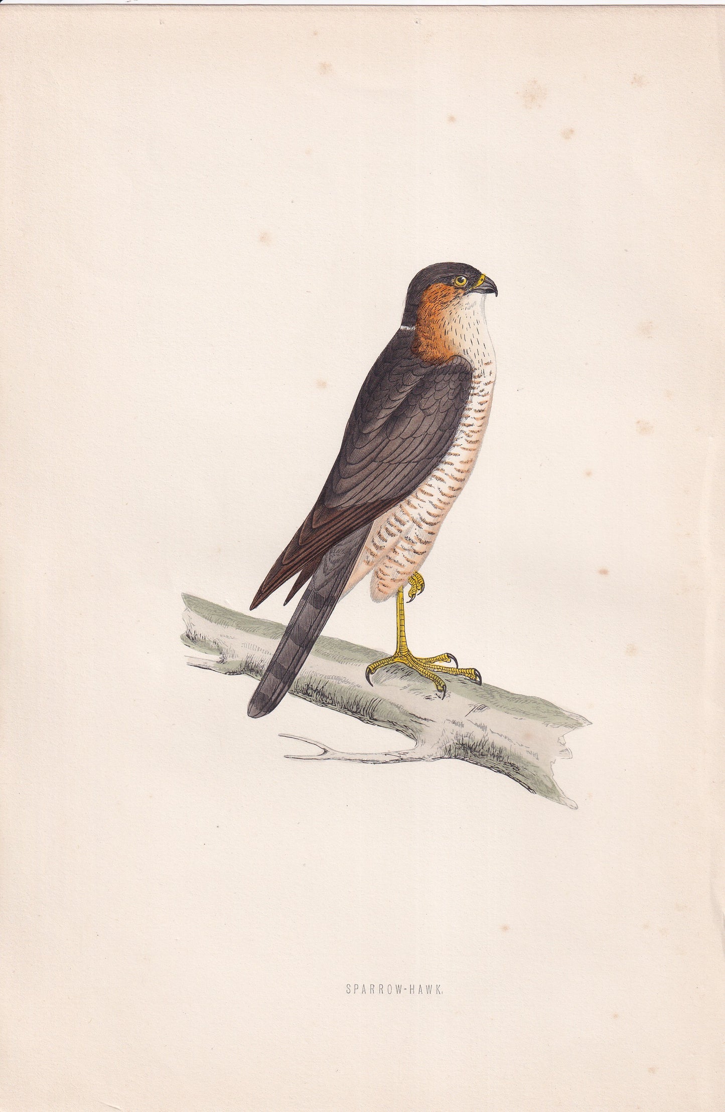 Sparrow-Hawk - original 1870 hand coloured antique bird print by Alexander Francis Lydon, engraved by Benjamin Fawcett