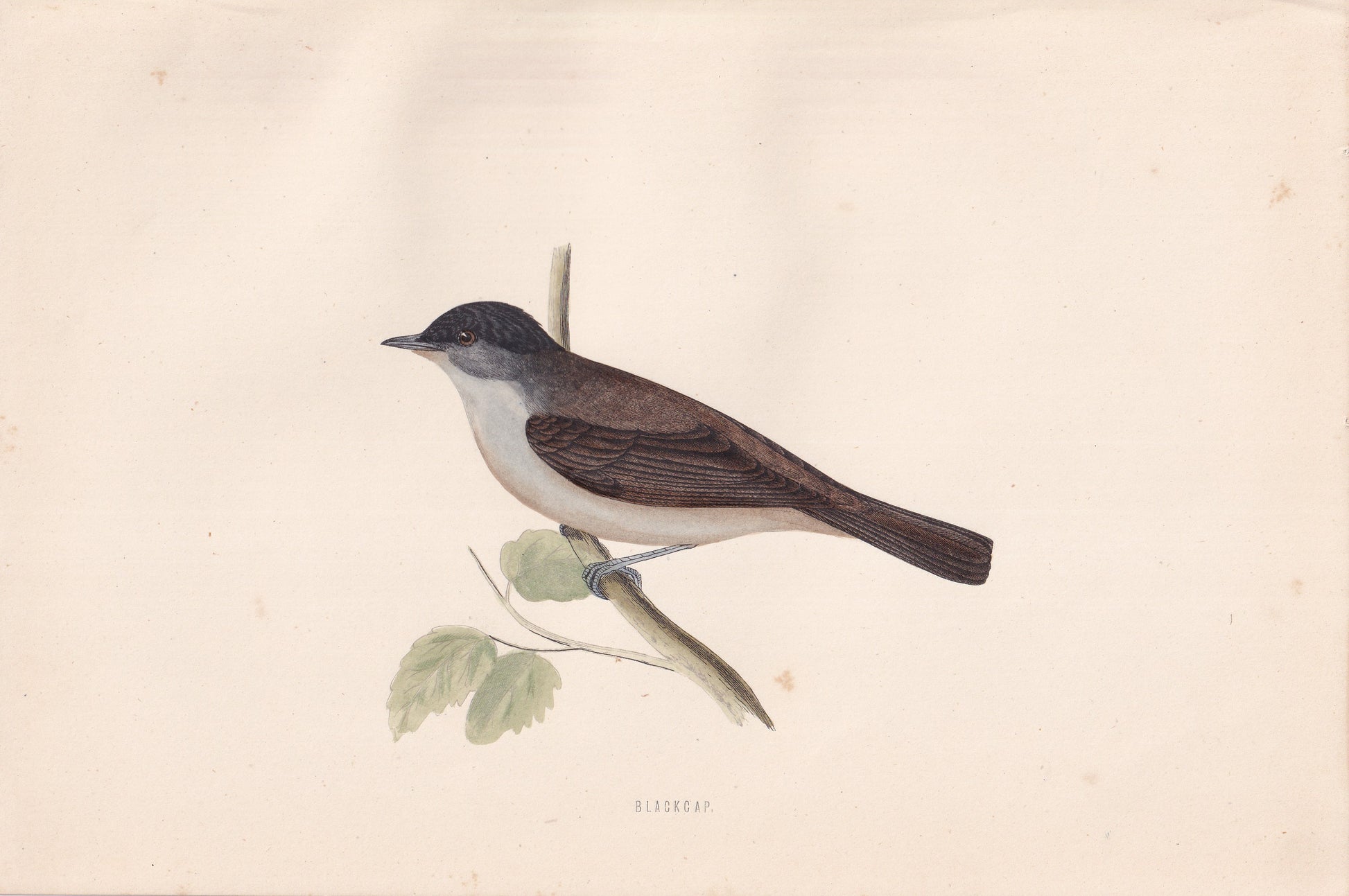 Blackcap - original 1870 hand coloured antique bird print by Alexander Francis Lydon, engraved by Benjamin Fawcett
