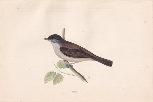 Blackcap - original 1870 hand coloured antique bird print by Alexander Francis Lydon, engraved by Benjamin Fawcett