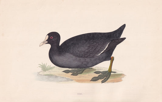 Coot - original 1870 hand coloured antique bird print by Alexander Francis Lydon, engraved by Benjamin Fawcett