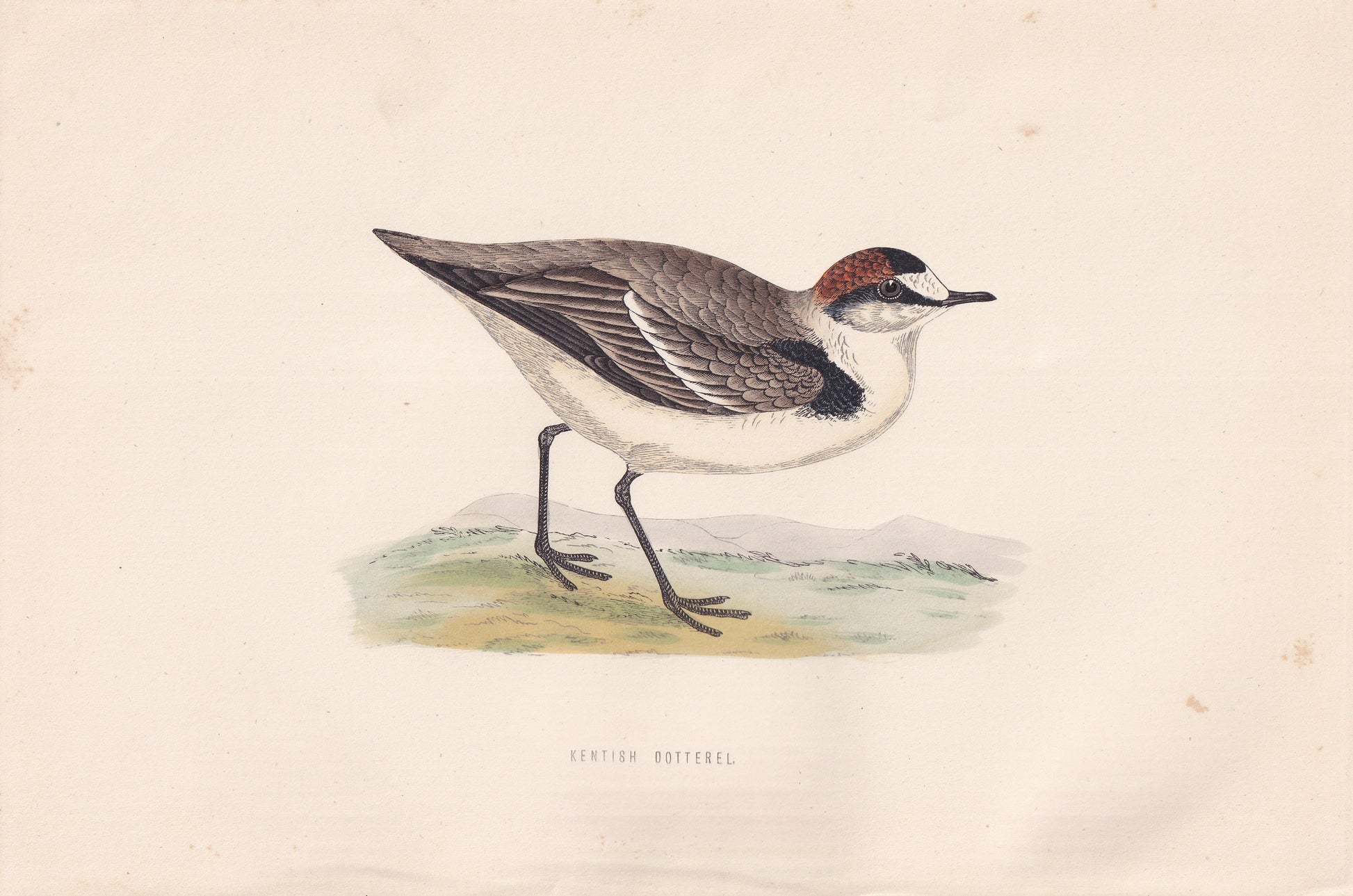 Kentish Dotterel - original 1870 hand coloured antique bird print by Alexander Francis Lydon, engraved by Benjamin Fawcett