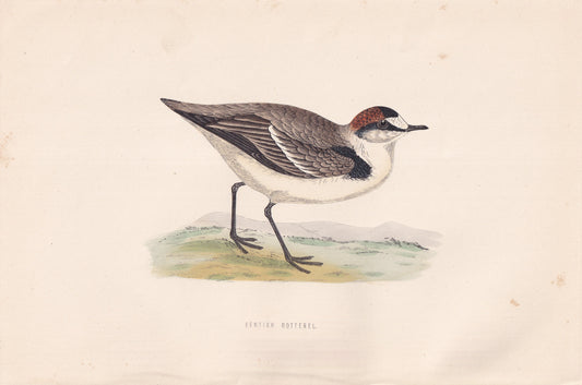 Kentish Dotterel - original 1870 hand coloured antique bird print by Alexander Francis Lydon, engraved by Benjamin Fawcett
