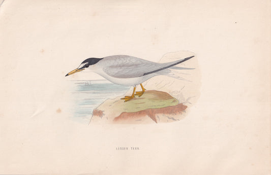 Lesser Tern - original 1870 hand coloured antique bird print by Alexander Francis Lydon, engraved by Benjamin Fawcett