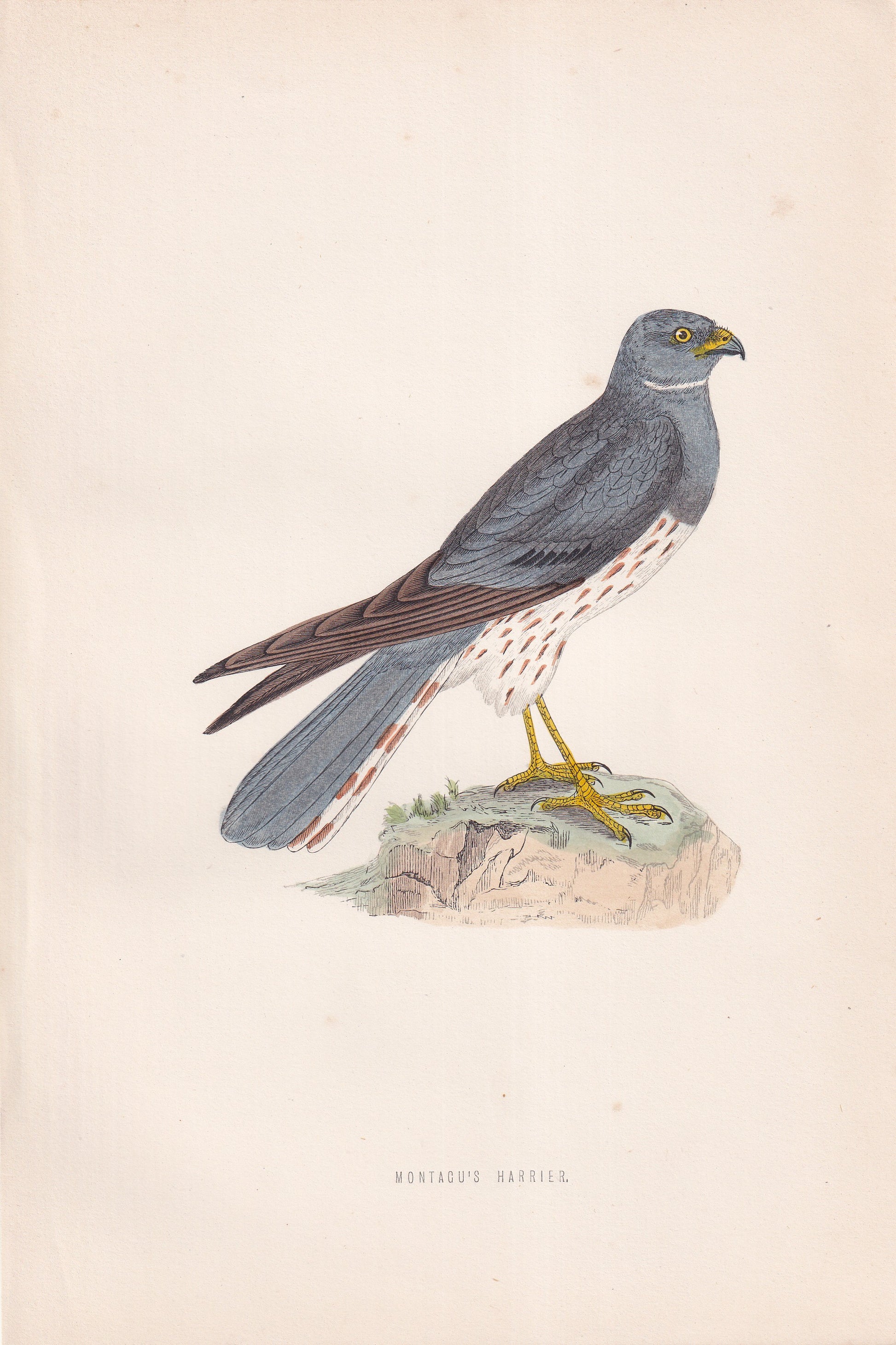 Montagu's Harrier - original 1870 hand coloured antique bird print by Alexander Francis Lydon, engraved by Benjamin Fawcett
