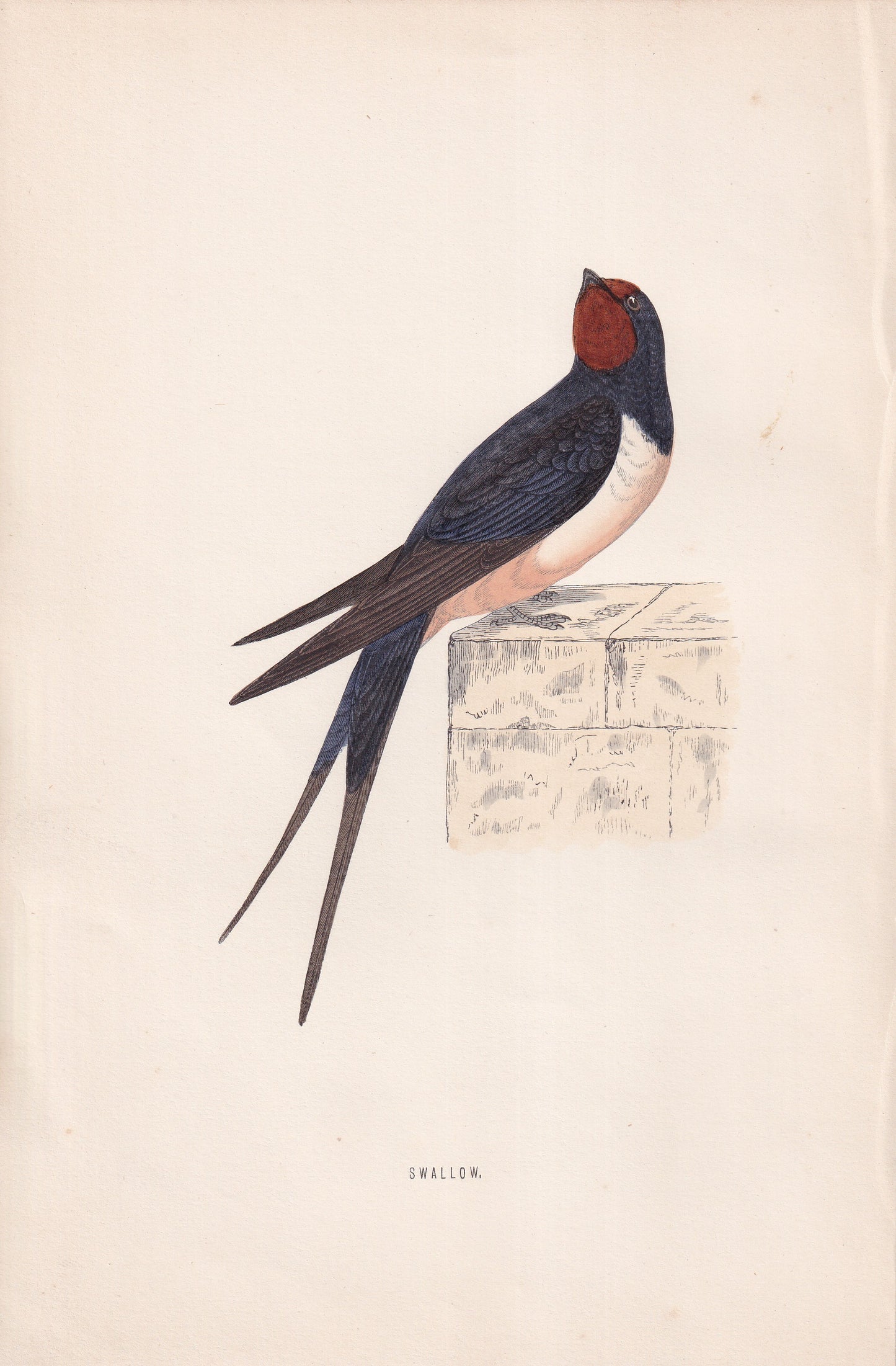 Swallow - original 1870 hand coloured antique bird print by Alexander Francis Lydon, engraved by Benjamin Fawcett
