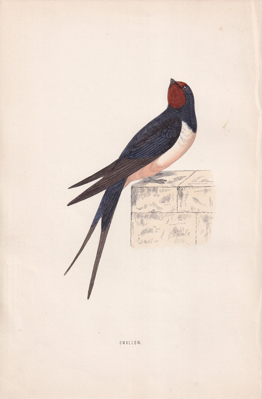 Swallow - original 1870 hand coloured antique bird print by Alexander Francis Lydon, engraved by Benjamin Fawcett