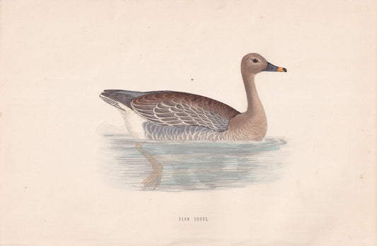 Bean Goose - original 1870 hand coloured antique bird print by Alexander Francis Lydon, engraved by Benjamin Fawcett