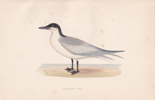 Gull-billed Tern - original 1870 hand coloured antique bird print by Alexander Francis Lydon, engraved by Benjamin Fawcett
