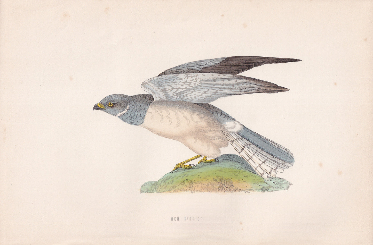 Hen Harrier - original 1870 hand coloured antique bird print by Alexander Francis Lydon, engraved by Benjamin Fawcett