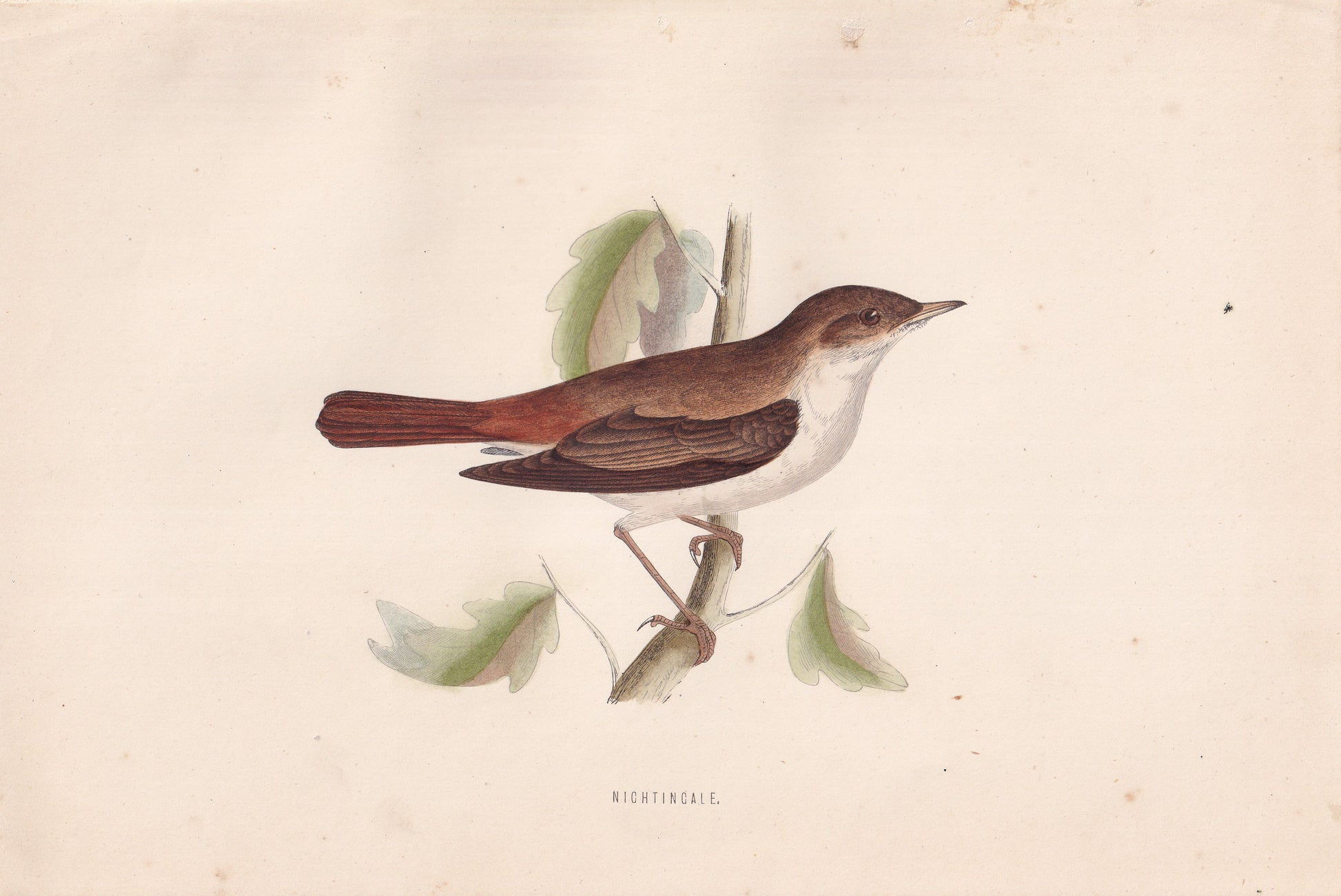 Nightingale - original 1870 hand coloured antique bird print by Alexander Francis Lydon, engraved by Benjamin Fawcett