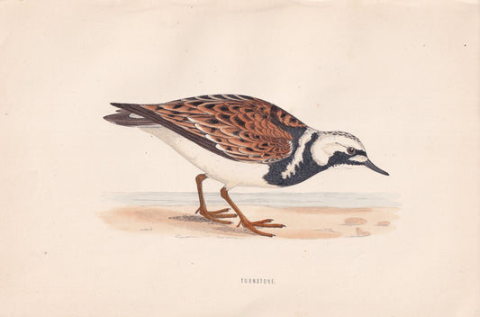 Turnstone - original 1870 hand coloured antique bird print by Alexander Francis Lydon, engraved by Benjamin Fawcett