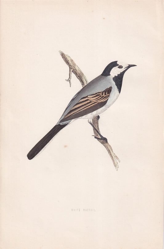 White Wagtail - original 1870 hand coloured antique bird print by Alexander Francis Lydon, engraved by Benjamin Fawcett