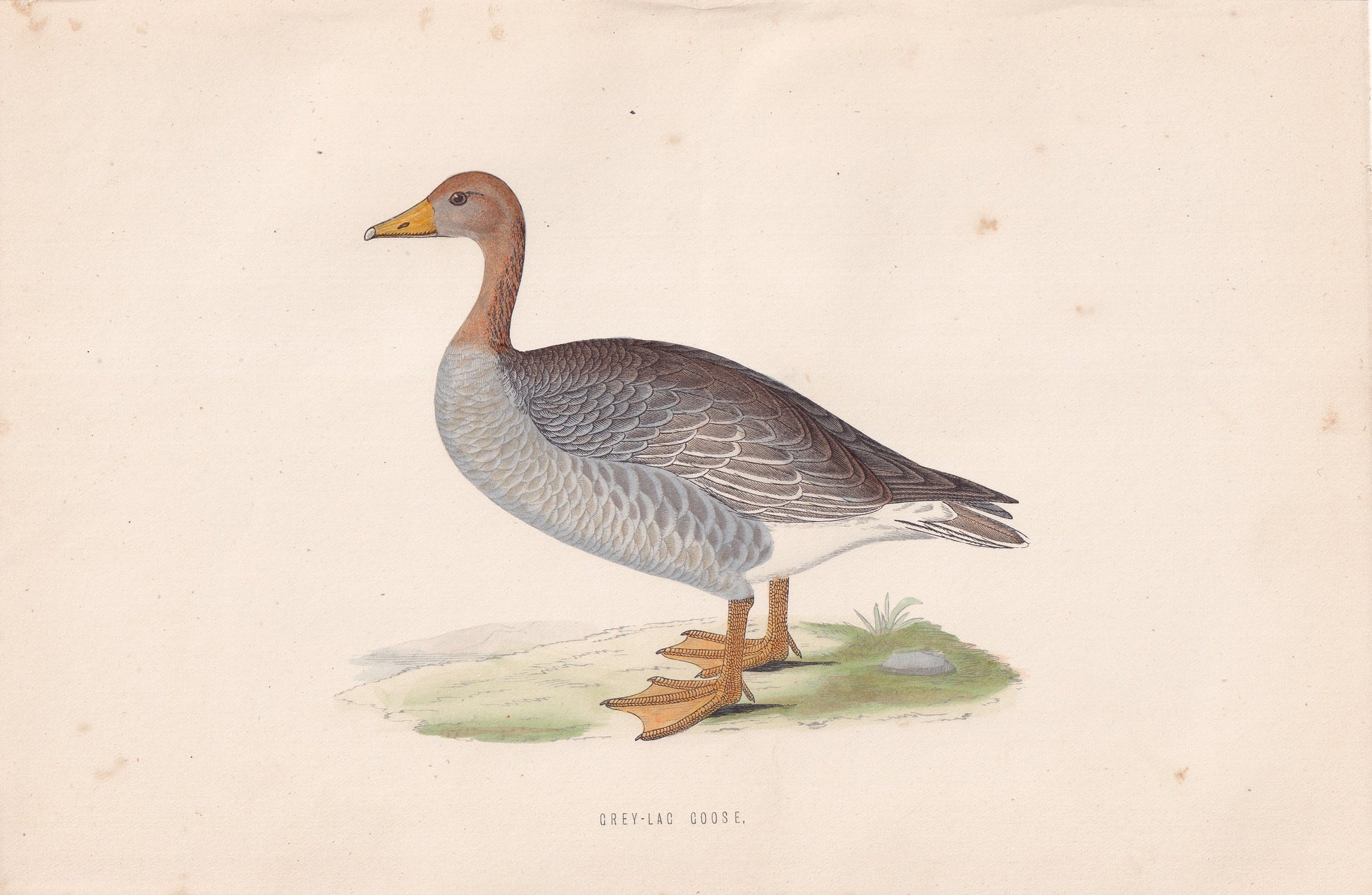 Grey-lag Goose - original 1870 hand coloured antique bird print by Alexander Francis Lydon, engraved by Benjamin Fawcett