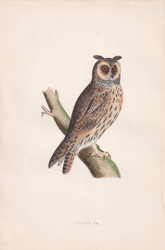 Long-Eared Owl - original 1870 hand coloured antique bird print by Alexander Francis Lydon, engraved by Benjamin Fawcett