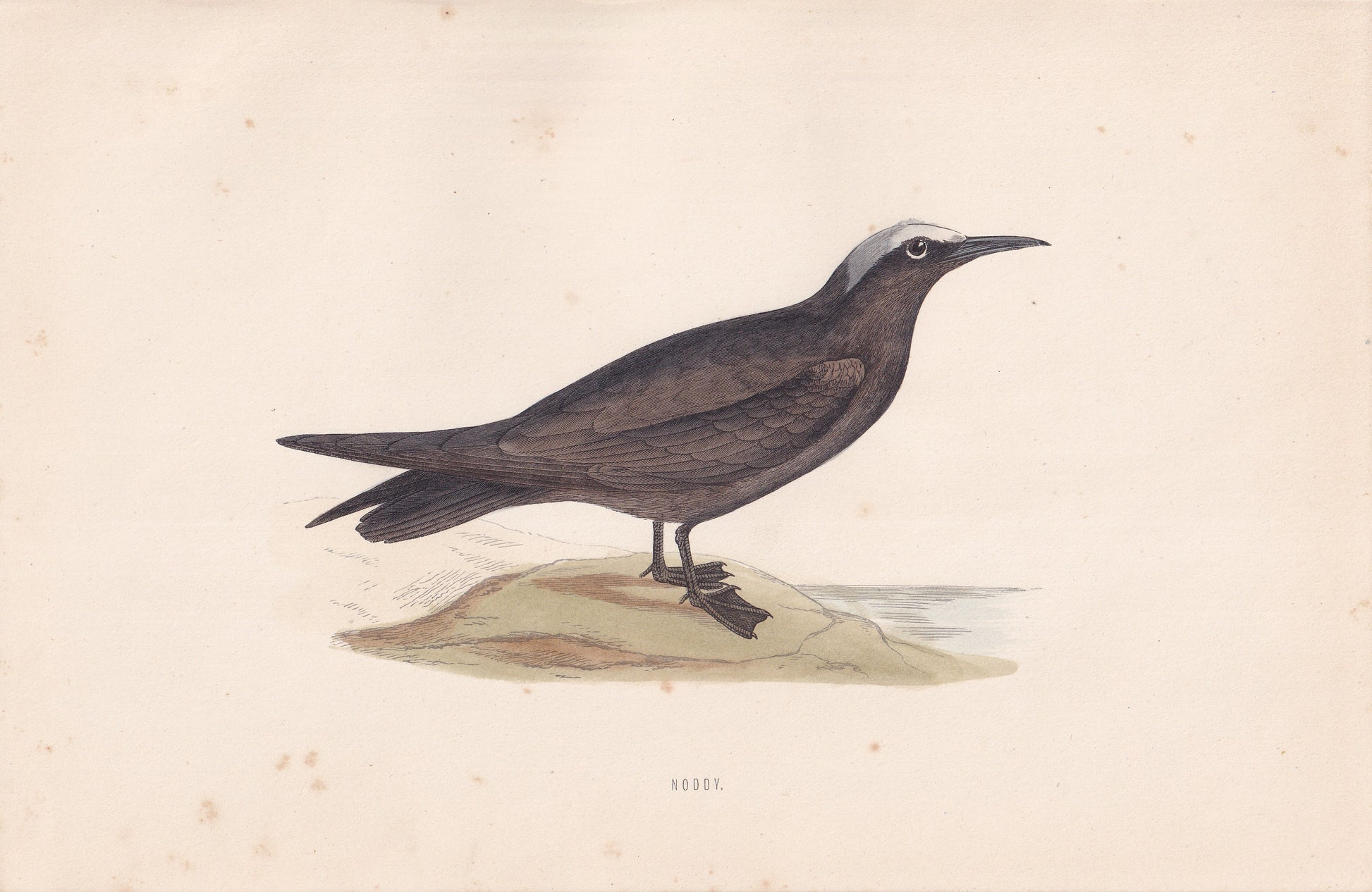 Noddy - original 1870 hand coloured antique bird print by Alexander Francis Lydon, engraved by Benjamin Fawcett