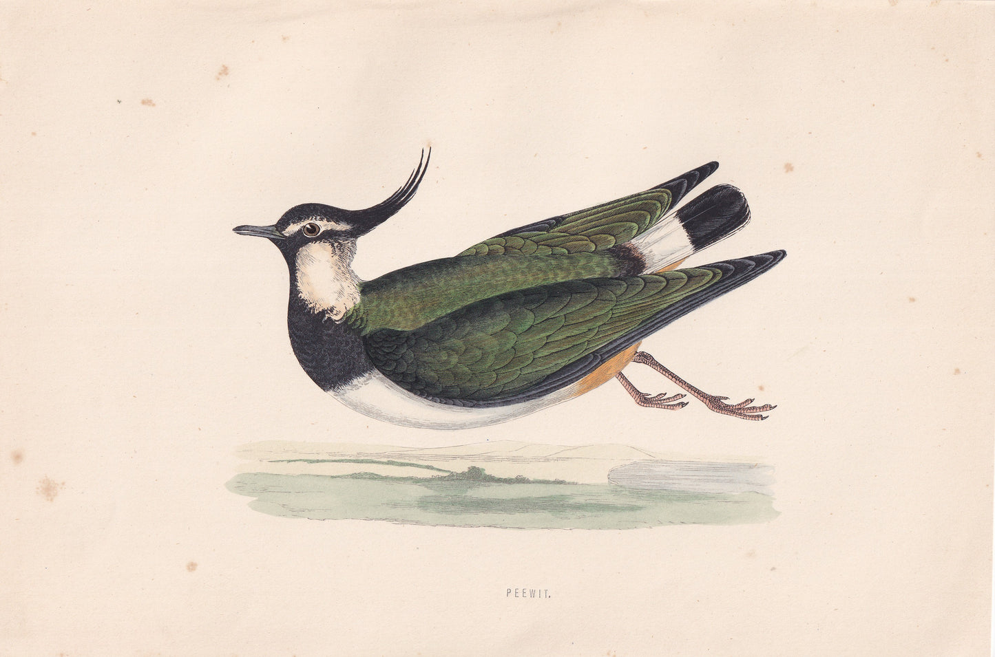 Peewit - original 1870 hand coloured antique bird print by Alexander Francis Lydon, engraved by Benjamin Fawcett