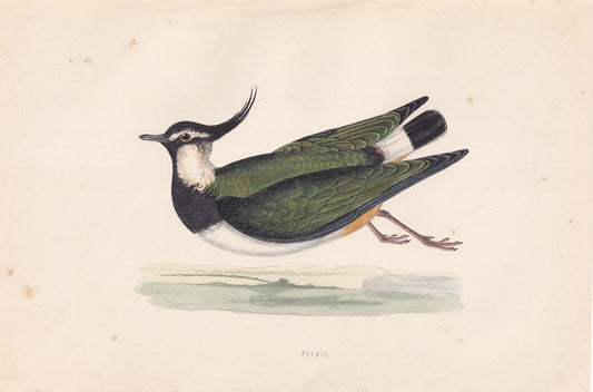 Peewit - original 1870 hand coloured antique bird print by Alexander Francis Lydon, engraved by Benjamin Fawcett