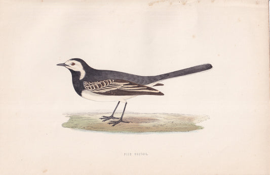 Pied Wagtail - original 1870 hand coloured antique bird print by Alexander Francis Lydon, engraved by Benjamin Fawcett