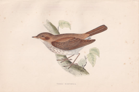 Thrush Nightingale - original 1870 hand coloured antique bird print by Alexander Francis Lydon, engraved by Benjamin Fawcett