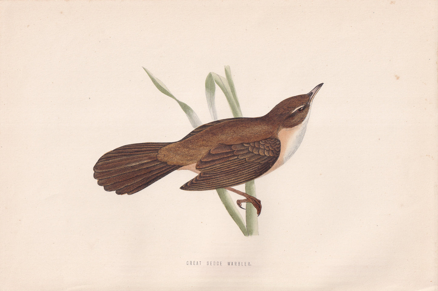Great Sedge Warbler - original 1870 hand coloured antique bird print by Alexander Francis Lydon, engraved by Benjamin Fawcett