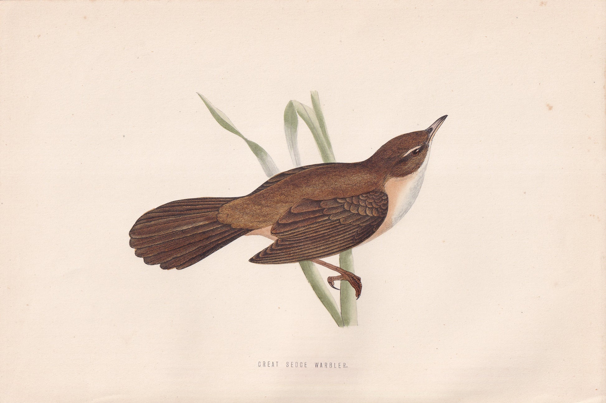 Great Sedge Warbler - original 1870 hand coloured antique bird print by Alexander Francis Lydon, engraved by Benjamin Fawcett