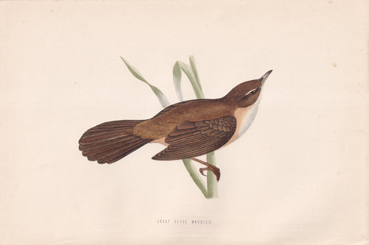 Great Sedge Warbler - original 1870 hand coloured antique bird print by Alexander Francis Lydon, engraved by Benjamin Fawcett