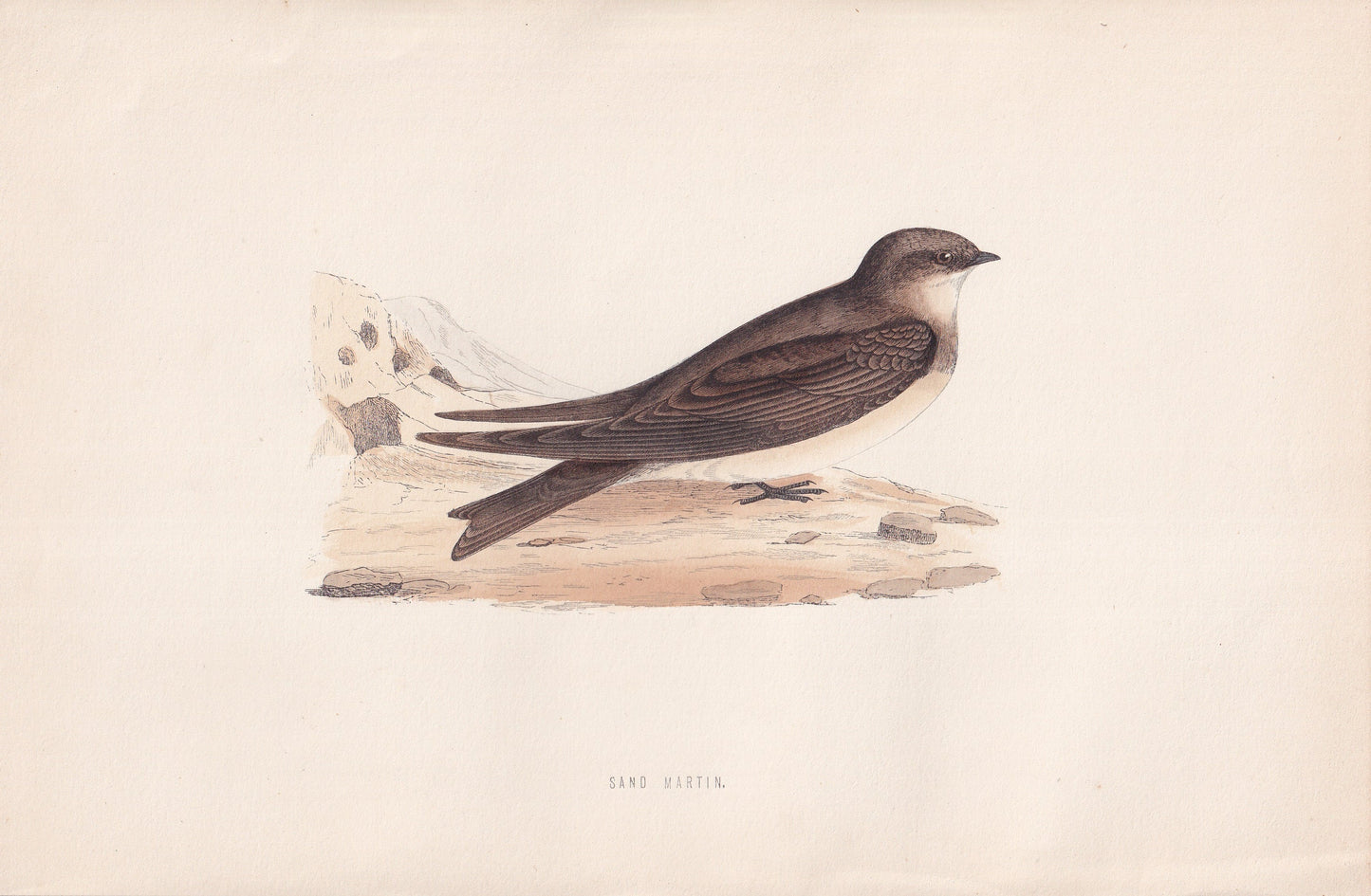 Sand Martin - original 1870 hand coloured antique bird print by Alexander Francis Lydon, engraved by Benjamin Fawcett