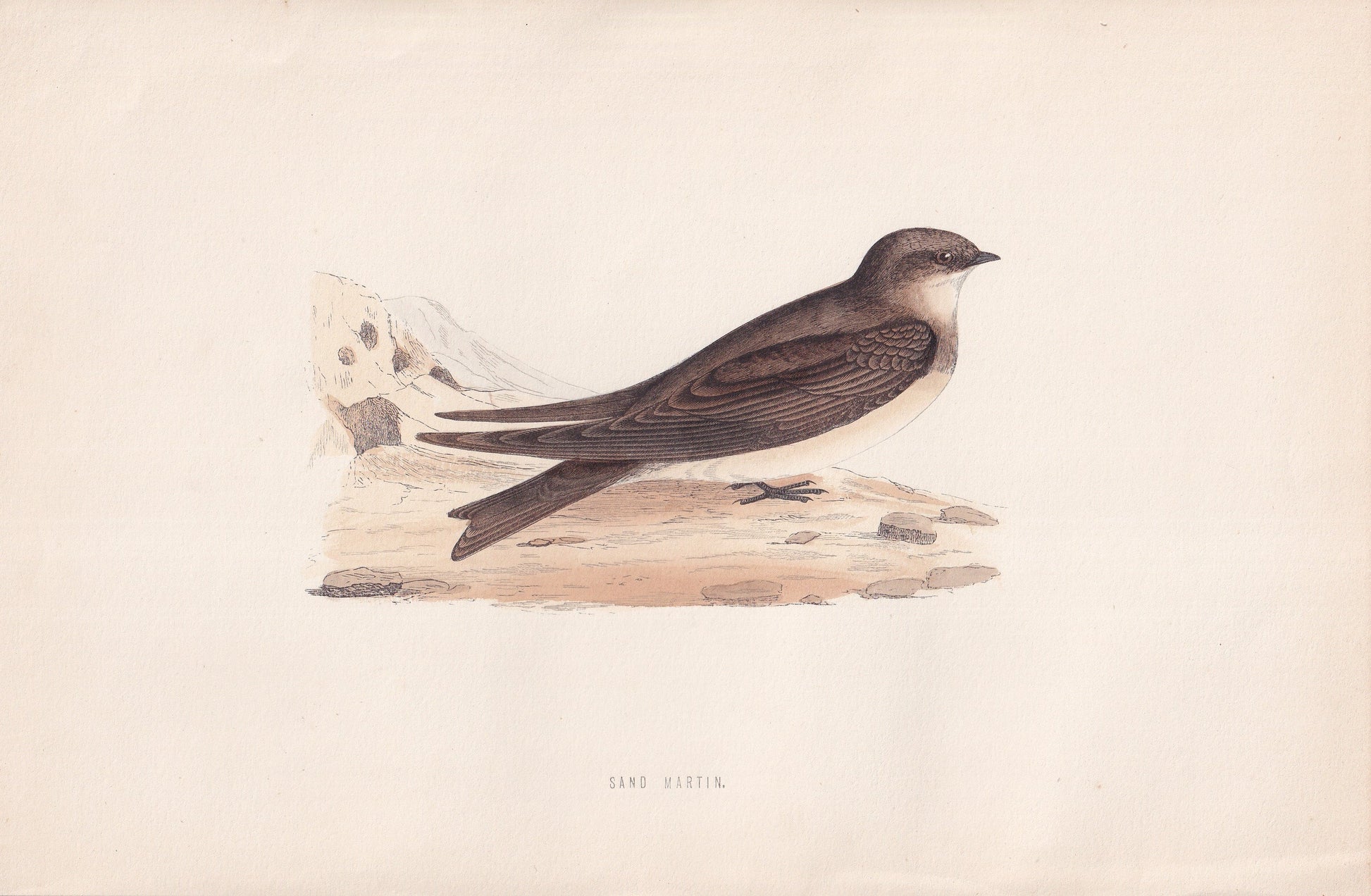 Sand Martin - original 1870 hand coloured antique bird print by Alexander Francis Lydon, engraved by Benjamin Fawcett