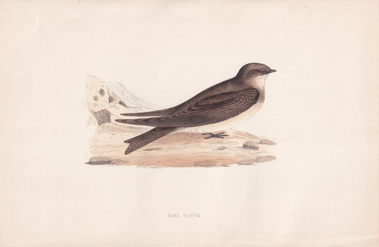Sand Martin - original 1870 hand coloured antique bird print by Alexander Francis Lydon, engraved by Benjamin Fawcett