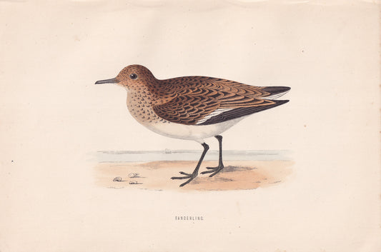 Sanderling - original 1870 hand coloured antique bird print by Alexander Francis Lydon, engraved by Benjamin Fawcett
