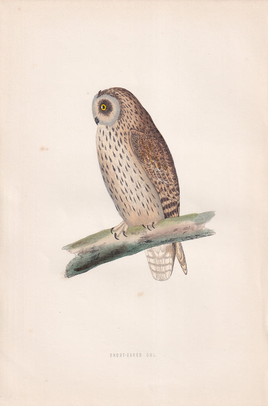 Short-Eared Owl - original 1870 hand coloured antique bird print by Alexander Francis Lydon, engraved by Benjamin Fawcett