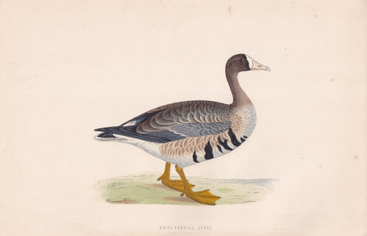White-fronted Goose - original 1870 hand coloured antique bird print by Alexander Francis Lydon, engraved by Benjamin Fawcett