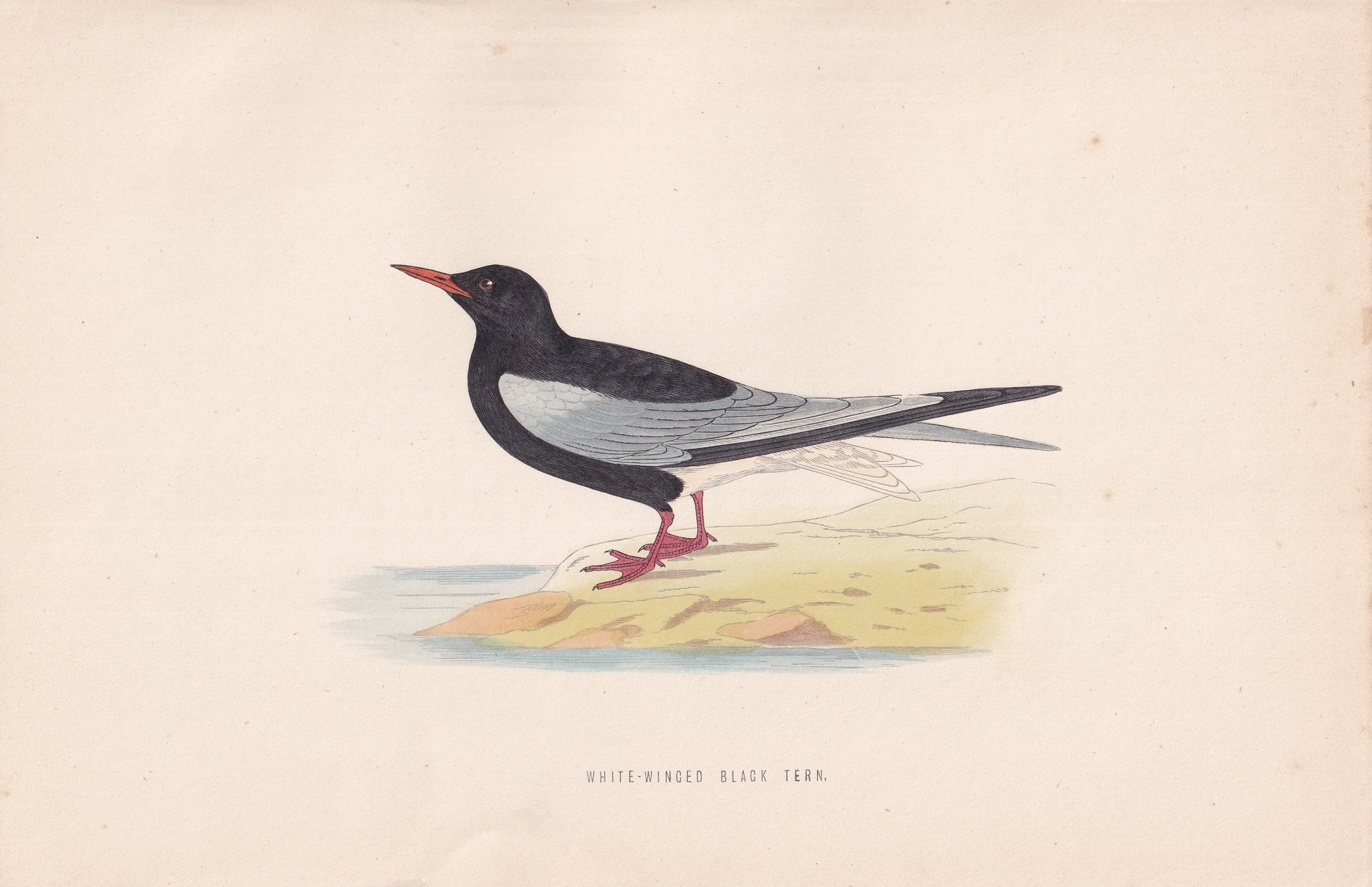 White-winged Black Tern - original 1870 hand coloured antique bird print by Alexander Francis Lydon, engraved by Benjamin Fawcett