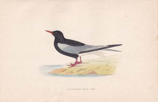 White-winged Black Tern - original 1870 hand coloured antique bird print by Alexander Francis Lydon, engraved by Benjamin Fawcett