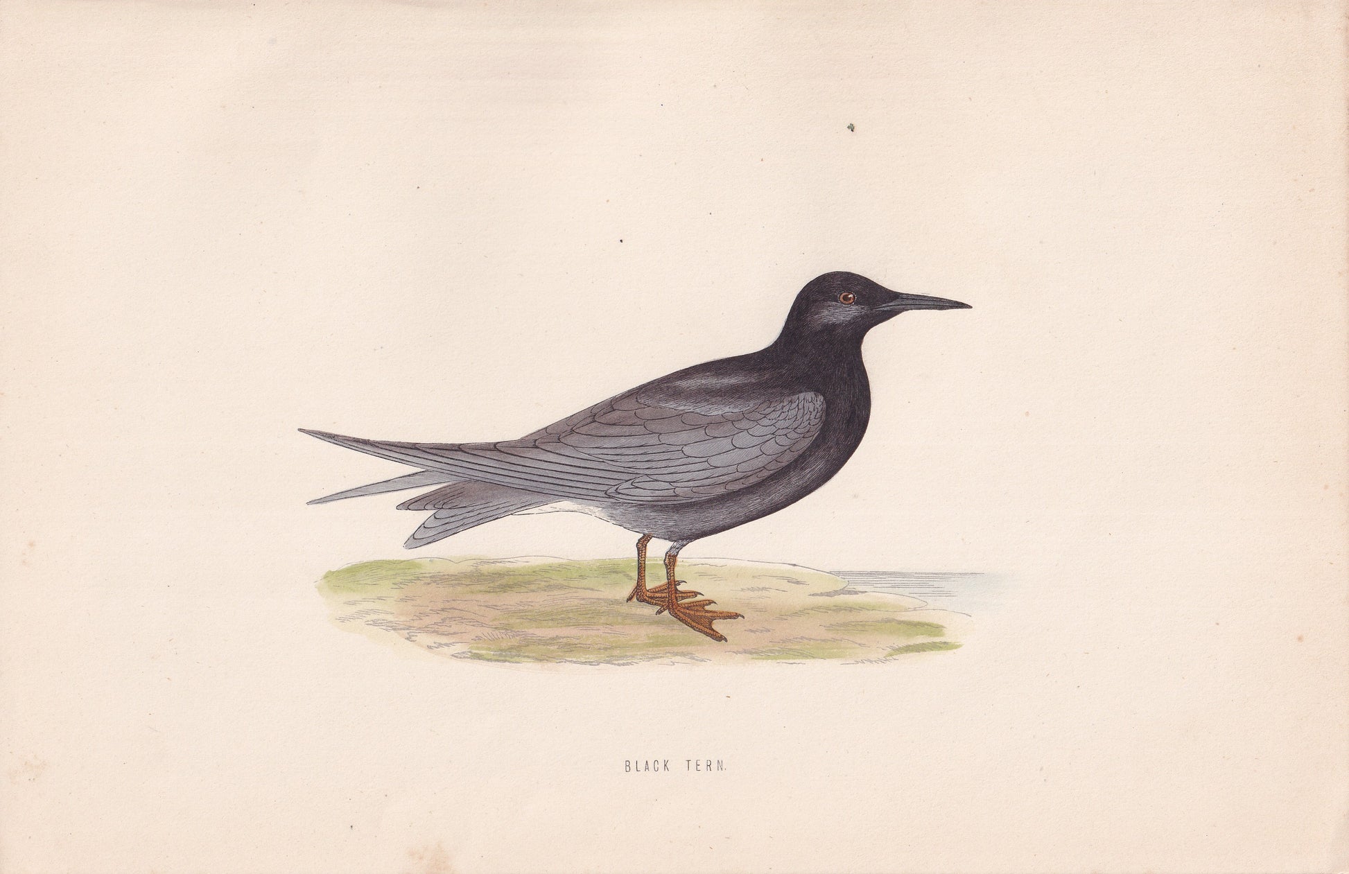 Black Tern - original 1870 hand coloured antique bird print by Alexander Francis Lydon, engraved by Benjamin Fawcett