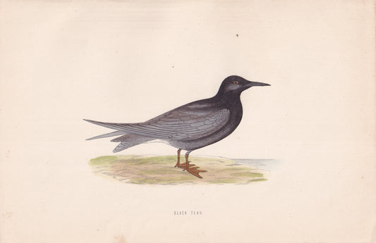 Black Tern - original 1870 hand coloured antique bird print by Alexander Francis Lydon, engraved by Benjamin Fawcett