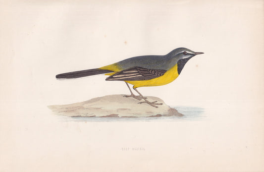 Grey Wagtail - original 1870 hand coloured antique bird print by Alexander Francis Lydon, engraved by Benjamin Fawcett
