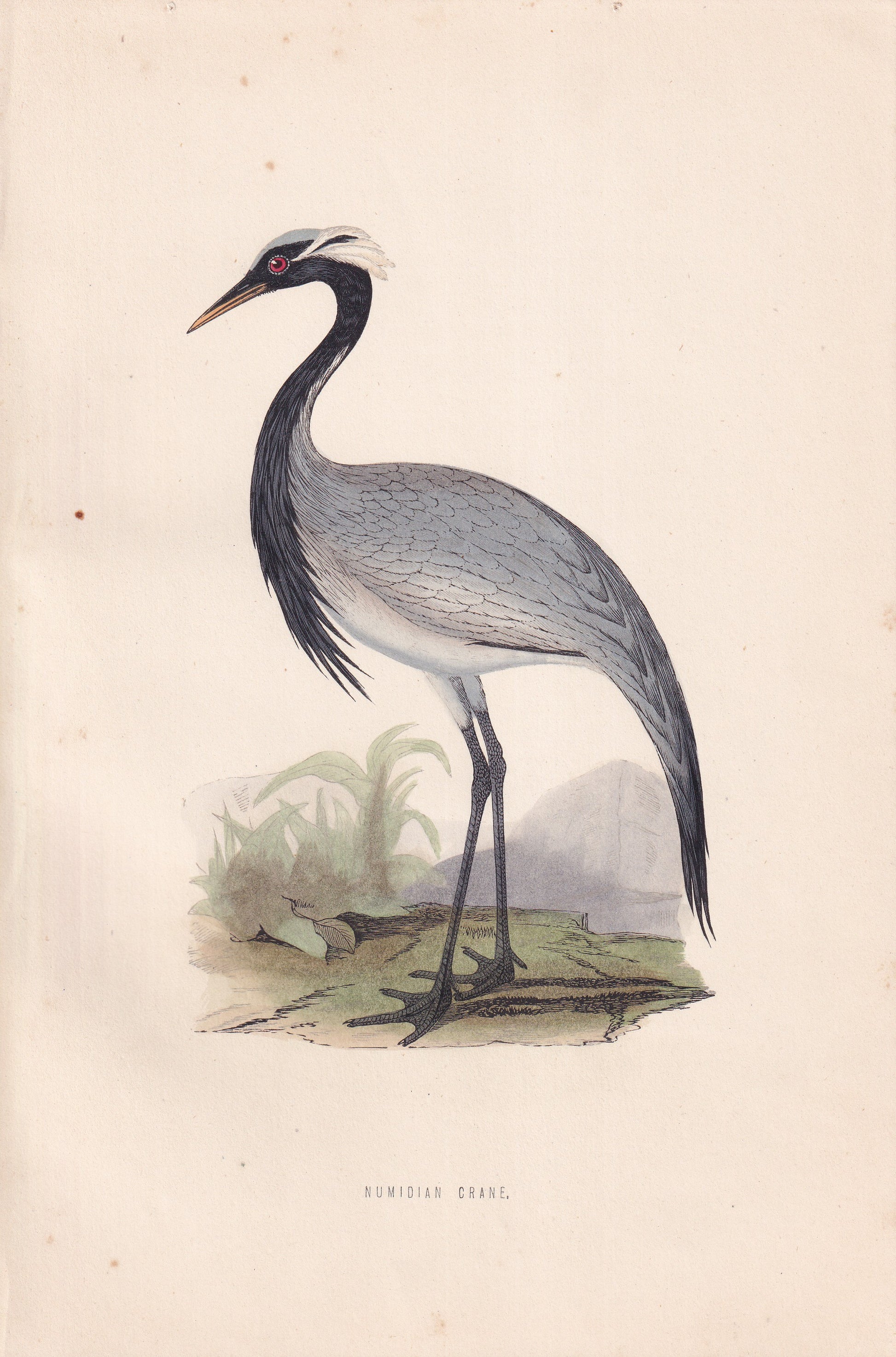 Numidian Crane - original 1870 hand coloured antique bird print by Alexander Francis Lydon, engraved by Benjamin Fawcett