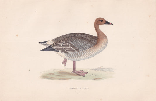 Pink-footed Goose - original 1870 hand coloured antique bird print by Alexander Francis Lydon, engraved by Benjamin Fawcett
