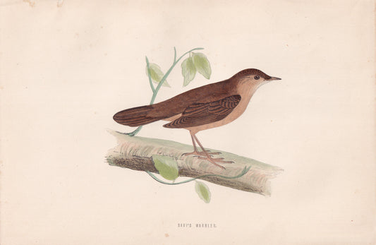 Savi's Warbler - original 1870 hand coloured antique bird print by Alexander Francis Lydon, engraved by Benjamin Fawcett