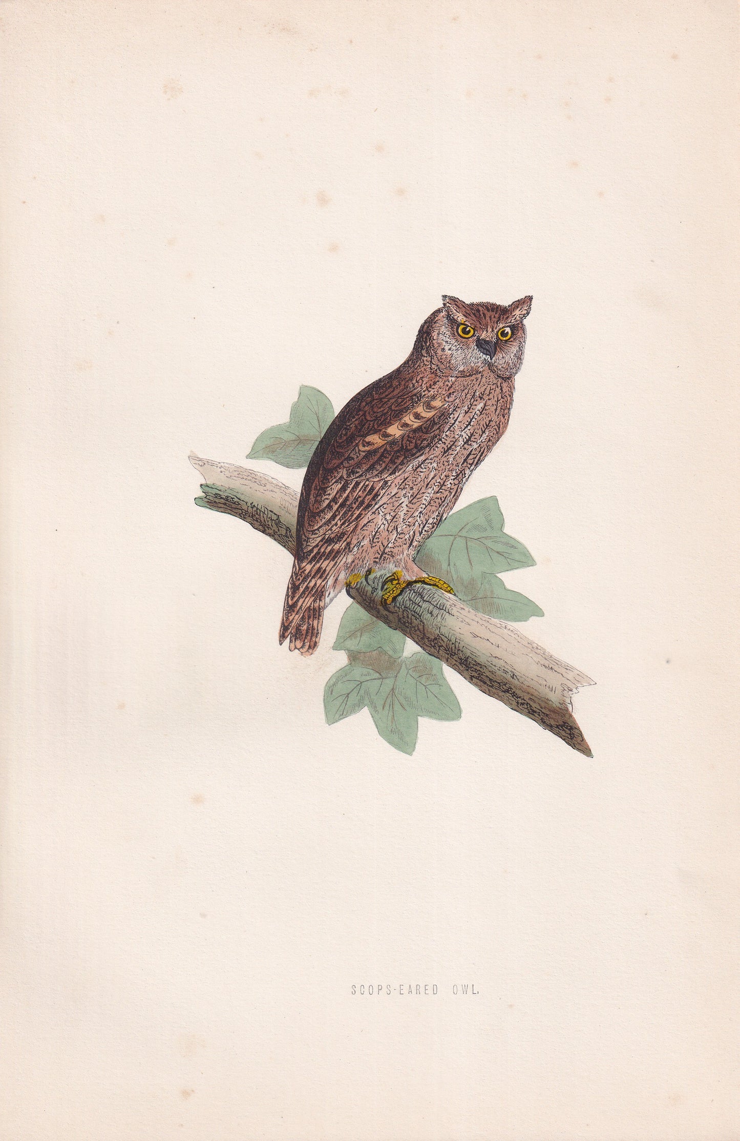 Scops-Eared Owl - original 1870 hand coloured antique bird print by Alexander Francis Lydon, engraved by Benjamin Fawcett