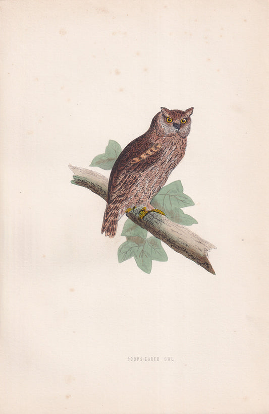 Scops-Eared Owl - original 1870 hand coloured antique bird print by Alexander Francis Lydon, engraved by Benjamin Fawcett