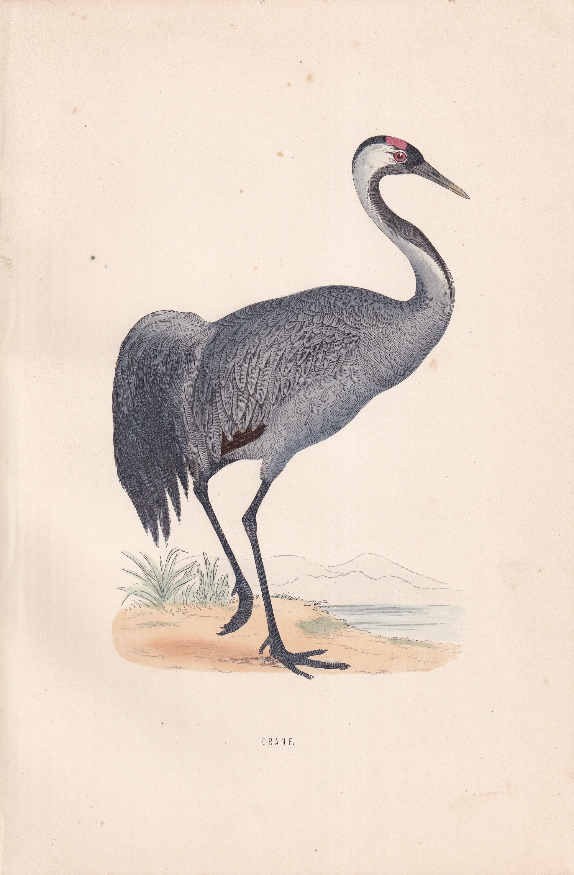 Crane - original 1870 hand coloured antique bird print by Alexander Francis Lydon, engraved by Benjamin Fawcett