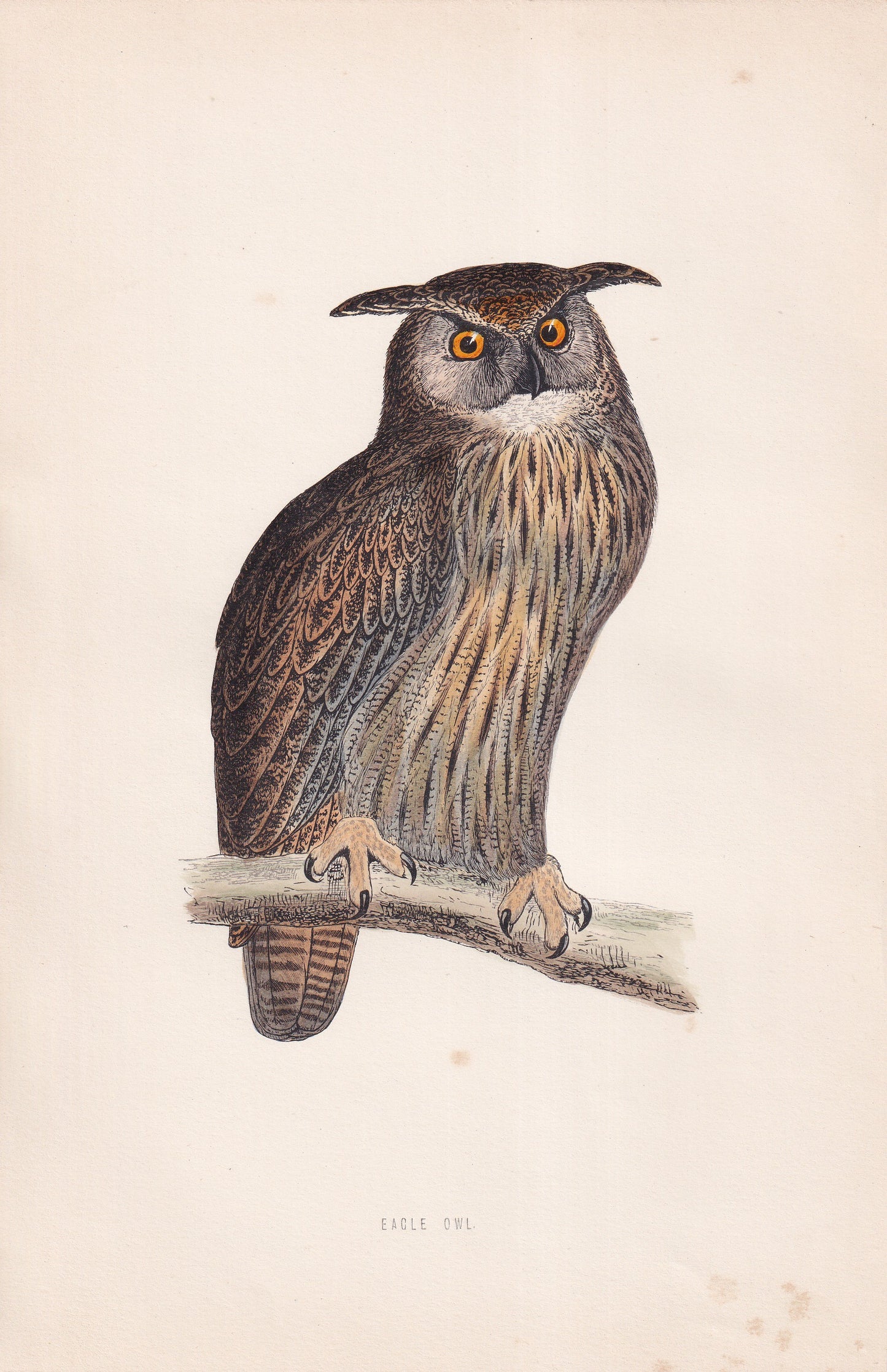 Eagle Owl - original 1870 hand coloured antique bird print by Alexander Francis Lydon, engraved by Benjamin Fawcett