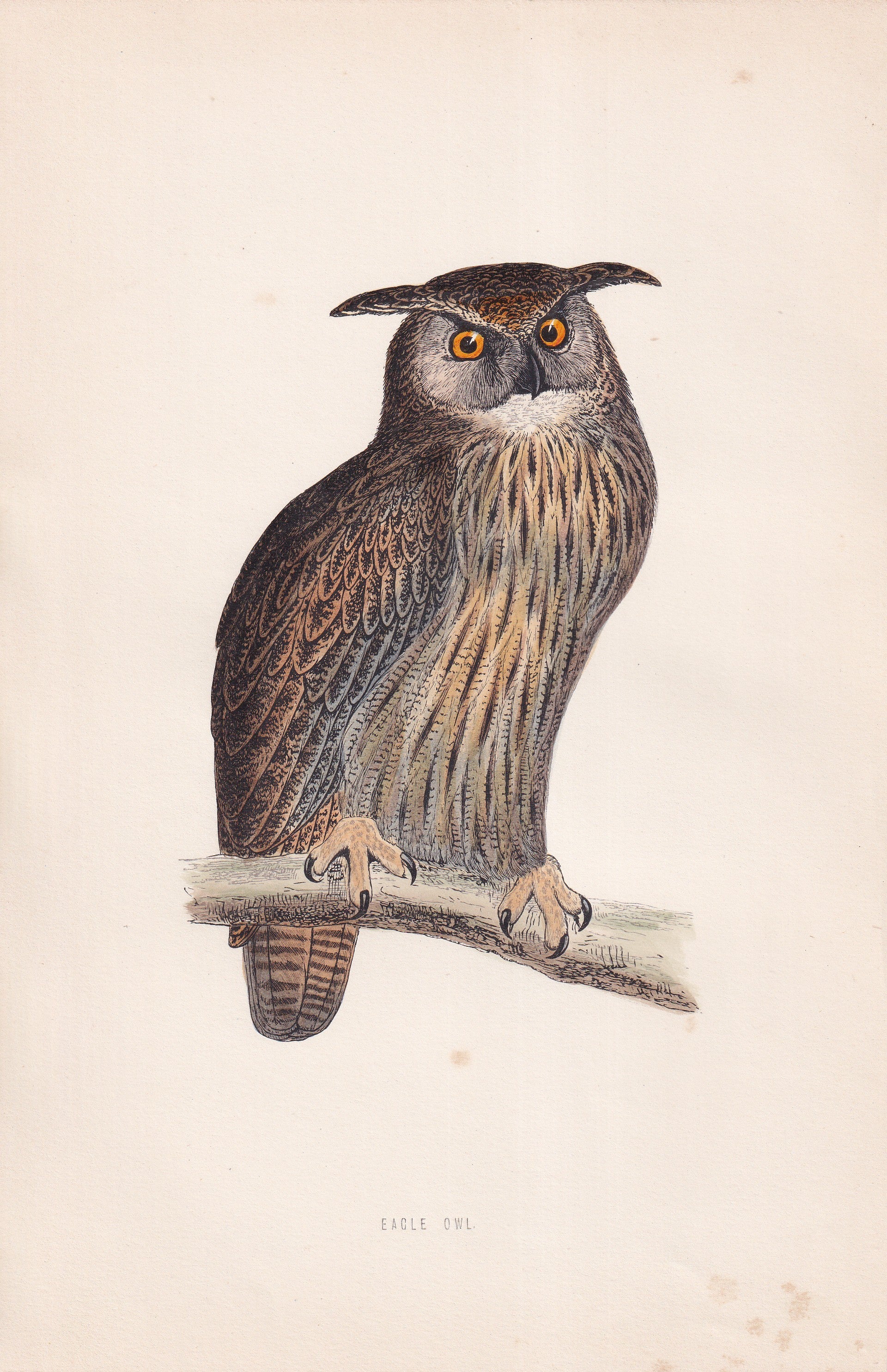 Eagle Owl - original 1870 hand coloured antique bird print by Alexander Francis Lydon, engraved by Benjamin Fawcett