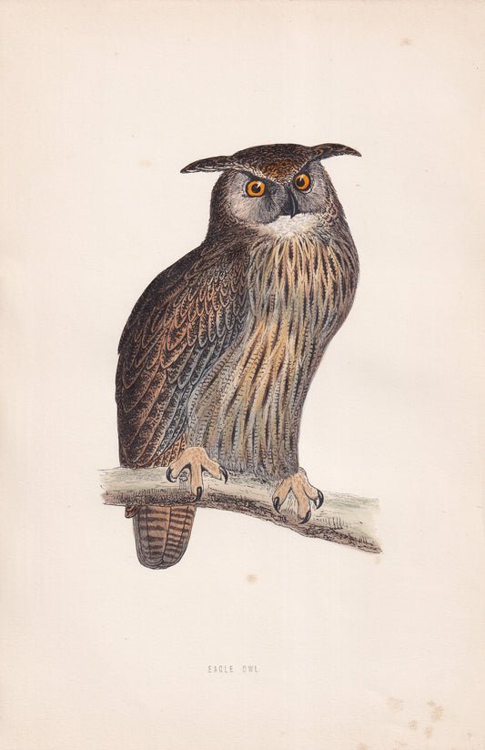 Eagle Owl - original 1870 hand coloured antique bird print by Alexander Francis Lydon, engraved by Benjamin Fawcett