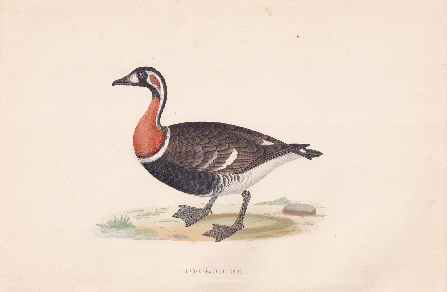 Red-breasted Goose - original 1870 hand coloured antique bird print by Alexander Francis Lydon, engraved by Benjamin Fawcett