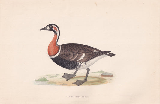 Red-breasted Goose - original 1870 hand coloured antique bird print by Alexander Francis Lydon, engraved by Benjamin Fawcett